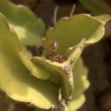 BABY VINE RING ~ IN CHERRY CHOCOLATE WITH DROP CUT GARNET
