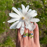 BABY VINE RING ~ IN PISTACCHIO