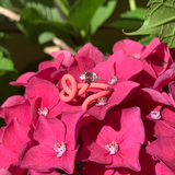 BABY VINE RING ~ IN LIGHT PINK